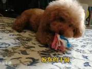 Puppies Often Like to Bite Hands and Feet - It's Time to Get Them a Suitable Toy