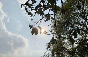 Under the Drought, Spring Tea is Particularly ‘Valuable’ for These People; Tea Exploration Team Enters Menghai County Song Village