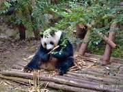National Treasure Giant Pandas, Bamboo-Cutting Experts, Actually Eat Meat