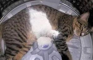 The cat was sleeping in the washing machine, suddenly feeling heavy, opened its eyes and saw: 'What a miserable life?'