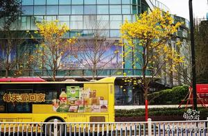 Spring Nanning Wuxiong New District, the beautiful Yellow Bellflower Maple in Central Park is in full bloom!