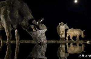 A Young Rhino in South Africa Became Too Boastful, Brazenly Confronting a Herd of Buffaloes for Water!