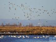 A Hundred Birds Sing, Dancing with Delicate Shadows