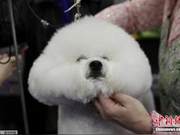 Nearly 3,000 Dogs Gather at Westminter Dog Show; Poodle Takes Top Prize