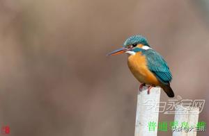 China's Green Paradise · Most Oxygenous Sanming · Yuang'an's Beauty: The Emerald Dove