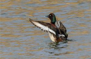 Revisit of Critically Endangered Blue-winged Teal in Yinchuan