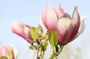 Cloud Viewing Flowers: Qingdao Magnolia Blooms, Simply Beautiful