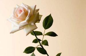 Psychology: Choose a Flower Based on Your Aesthetic, and Determine Which Warmth You Currently Need Most?