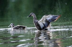 Spring River Water Warmer, Ducks Know First; Wild Ducks Dance on Gan Tang Lake