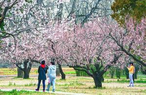 Large-Scale Apricot Blossom Bloom at the Temple of Heaven Park