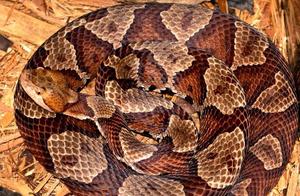 North American Copperhead Snakes: Predatory Hunters!