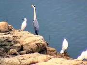 A Group of 'Rare Guests' Has Arrived at Baihua Lake in Guiyang...