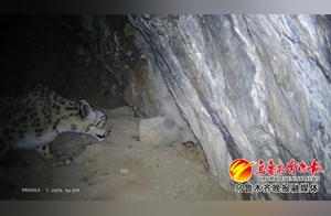 Snow Leopard Sighting in Southern Mountain Areas of Shiqiaozhou, Xinjiang