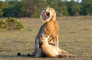 The Lions Argued, and a Photographer Accidentally Captured the Scene