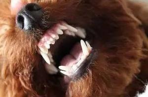 Daily Dental Care for Dogs' Teeth