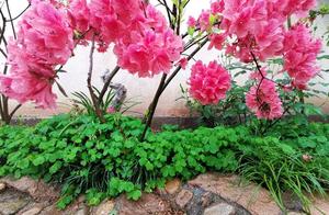 Want to Return to the Countryside and Transform My Hometown into a Garden