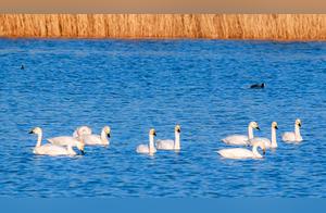 Multiple Images | Huanghe Gudao Forest Park in Xiazhi Features Flying White Geese (White-backed Swans), Forming a Beautiful Painting