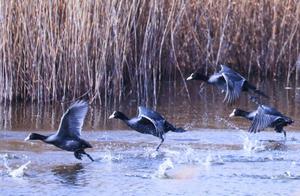 Large Numbers of Migratory Birds Arrive at Nanfangang Wetland in Cangzhou Binhai New District