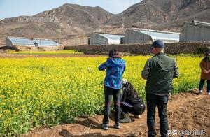 Spring in Northern Mountain Valleys: Golden Rapeseed Flowers and a Touch of Jiangnan