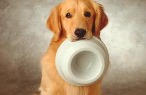 Dogs Are Always Sick, Have You Fed Them These Foods?