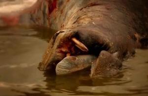 Outbreak Strikes! An Invisible Killer Turns Africa's Paradise into a 'Hippopotamus Graveyard'