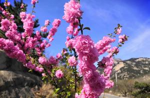 Embracing the Spring Sunshine, Meeting with the Flower Sea Promise
