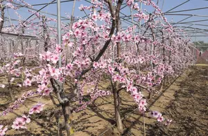 Come and Visit! Thousands of Acres of Peach Blossoms Await You in Fangxiang!