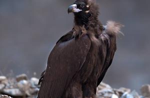 Golden Eagle