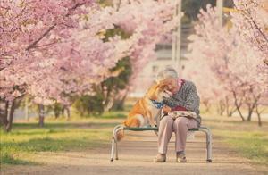 86-Year-Old Grandmother and Shiba Inu Capture the Four Seasons in Bloom, Moving 700,000 People: A Peaceful and Beautiful Life with My Old Friend