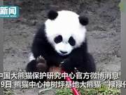 Giant Panda Cub ‘Lu Lu’ Suffocates After Being Entangled by Toy Rope