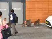 Distressed! Sydney baboon escapes castration and recapture, to undergo sterilization with 'wives'