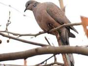 Rural sayings say ‘crows in the sky, mud snakes underground’, referring to the common wild pigeons.