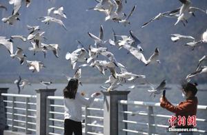Red-Crested Mergansers Returning Home: Kunming Citizens Say Goodbye to Old Friends