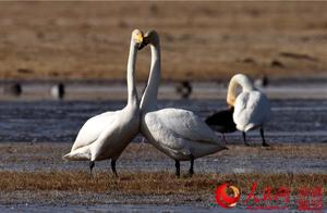 Bainguoling Lake Wetland in Xinjiang Enters Peak Period of Migratory Bird Migration