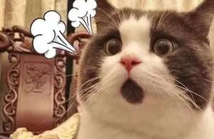 Love for Cats | "Friend's 4.7k Yuan Persian Cat Jumped to Death, So Heartbreaking."