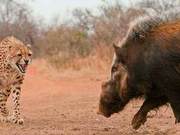 Like a Pig Running as Fast as a Cheetah, Able to Knock Over Hundred Kilos of Stones
