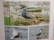 Grey-winged Gull (Birds of the Yellow River Delta)