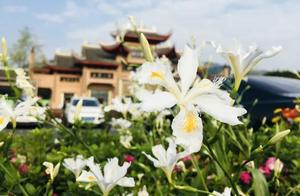 Strong Return! Emei Mountain Offers You a Screen of Spring Colors
