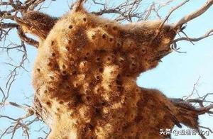 The Largest Bird Nest on Earth, No One Dare to Take the Bird Eggs – Filled with Various Venomous Snakes