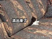 The cat disappeared, the owner frantically searched, and it unexpectedly emerged from a seam.
