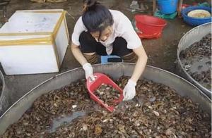 90s Girl Sells Live Crabs for 8 Yuan a Plate, Selling 500 Plates Daily
