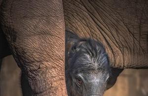 British Zoo Records Rare Moment of Asian Elephant Cub Birth: 'Little Elephant Squawks as it Lands'