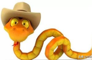 Why Do Snakes Constantly Evert Their Pelvic Snakes and Move Their Tongues Back and Forth?