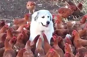 Woman Lets Dog Watch Chickens, Finds It Surrounded by Them - 'Like Kidnapped, Wink Eyes!'
