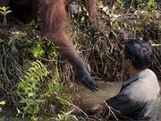 Heartwarming! Animals Display Human-like Kindness, Extending Aid to Those in Need