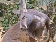 10-Year-Old Kangaroo's Loss of Appetite and Sad Expression; Veterinarian Installs False Teeth