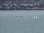 First Large Group of Swans, Including Juveniles, Discovered in Yinchuan, Ningxia