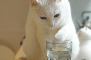 My Cat Loves Me So Much, It Even Drinks My Foot Washing Water!