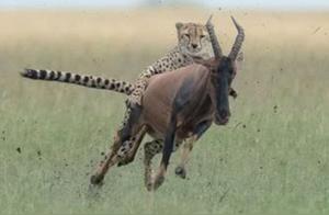 Spectacle: The African Savanna, Cheetah Riding on a Gazelle – A Stunning, Yet Brutal, Scene