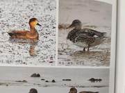 Red-flanked Duck of the Yellow River Delta